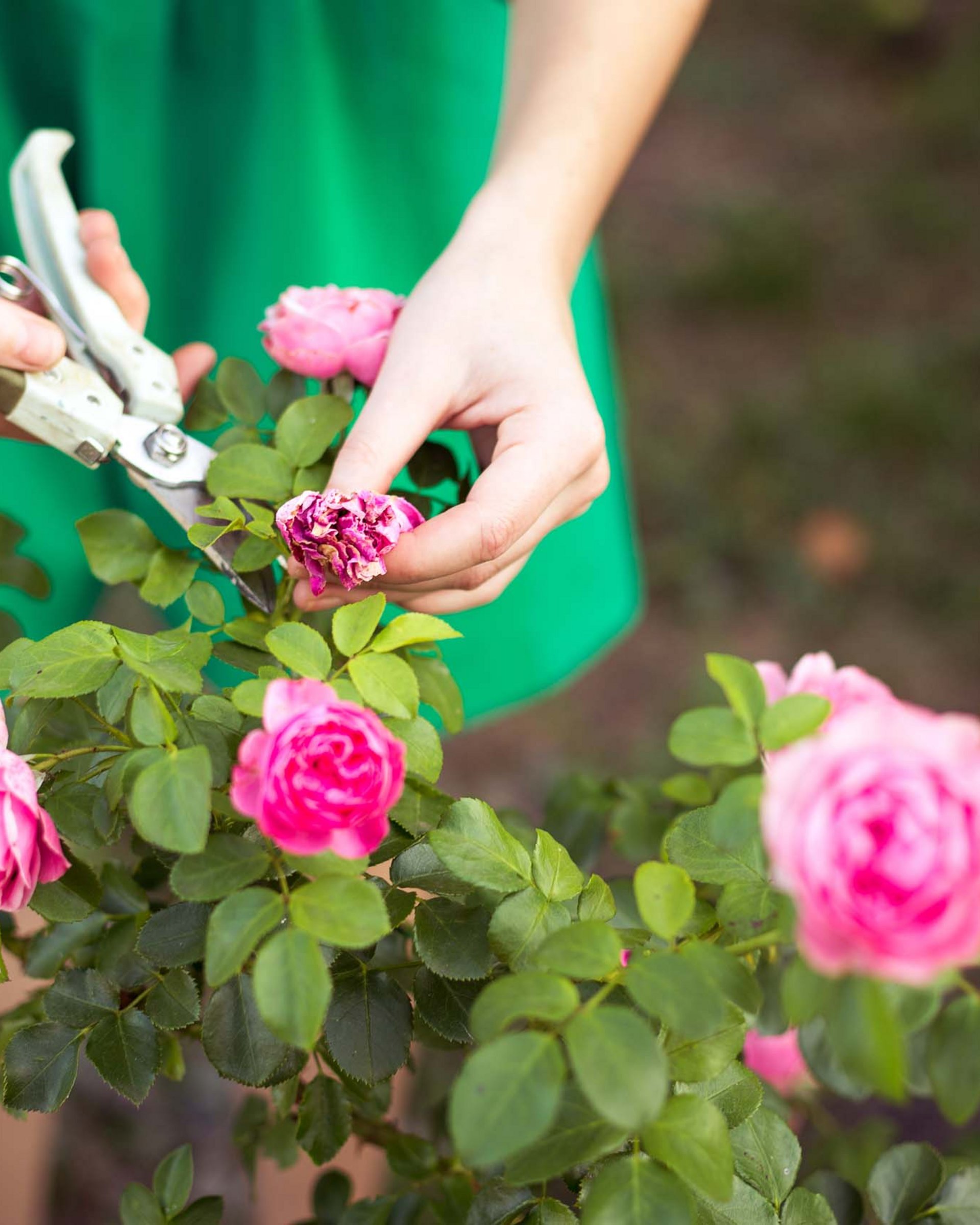 Vuoi conoscere il costo del prato a rotoli? Vuoi conoscere il costo del prato a rotoli?